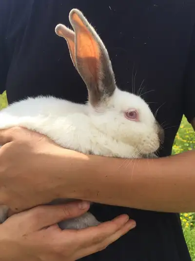 Alex is a 10 week old rabbit. He has been raised on a pasture diet. Will make a good pet or breeding...