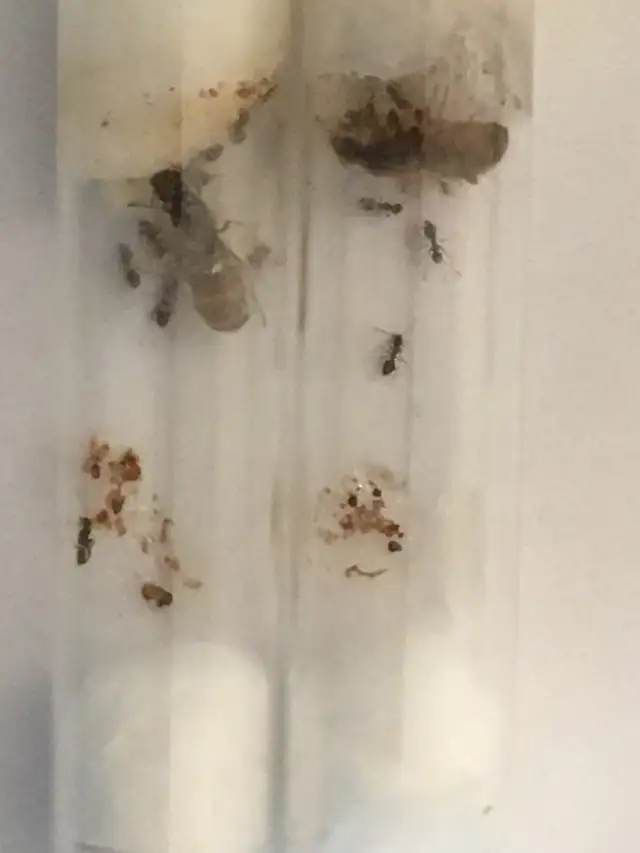 Ant Farm, Pet Ants with Queens in Test Tube setups in Other Pets for Rehoming in Edmonton - Image 4