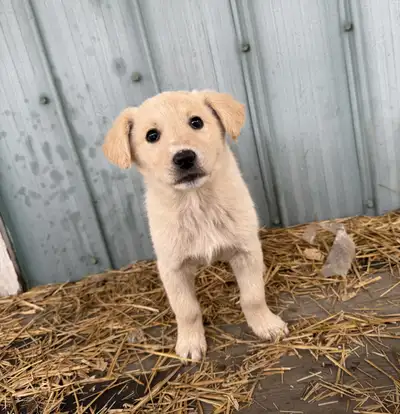 Border Doodles Puppies, View more