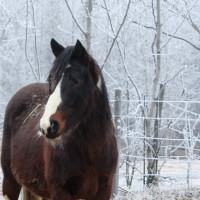 Gorgeous 3yr old tri-color bay Pinto athletic Gelding