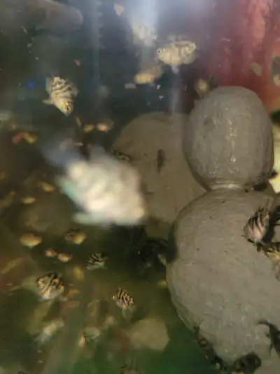 polar blue cichlids, View more