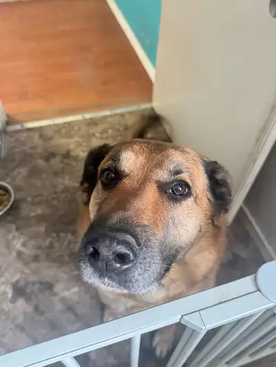 Well-Trained German Shepherd Looking for the Perfect H, View more