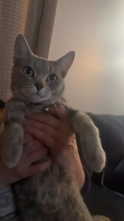 looking to rehome my cat, View more