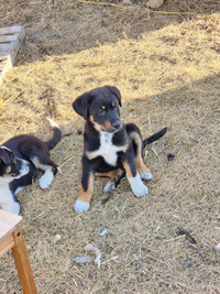 3 month old puppies available