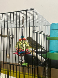 Female canary bird 