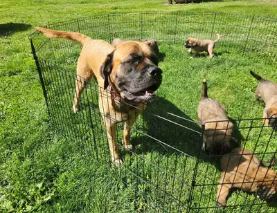 Born April 10th English Mastiff Mix 3 male 2 female These puppies will grow large likely to be 120-1...