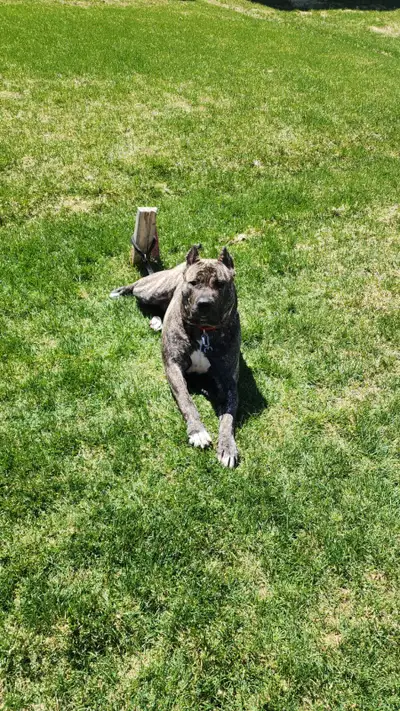 Presa Canario for rehoming. 12 month old female dog up for adoption.