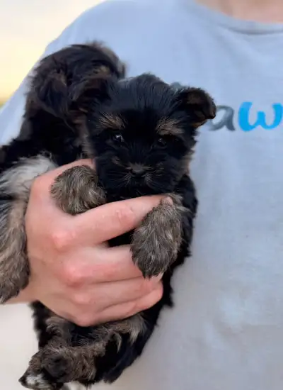 Tiny Yorkie puppies , View more