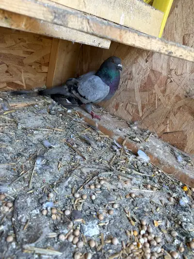 high flyer pigeon for sale, View more