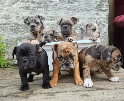 Bulldog sweeties, View more