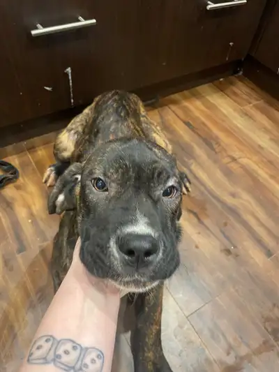 MASTIFF PUPPIES - last ones presa Canario x, View more