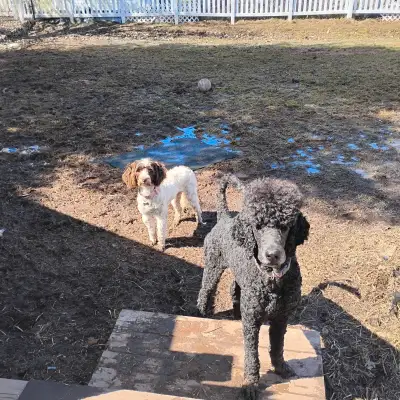 Private doggy daycare summer, View more