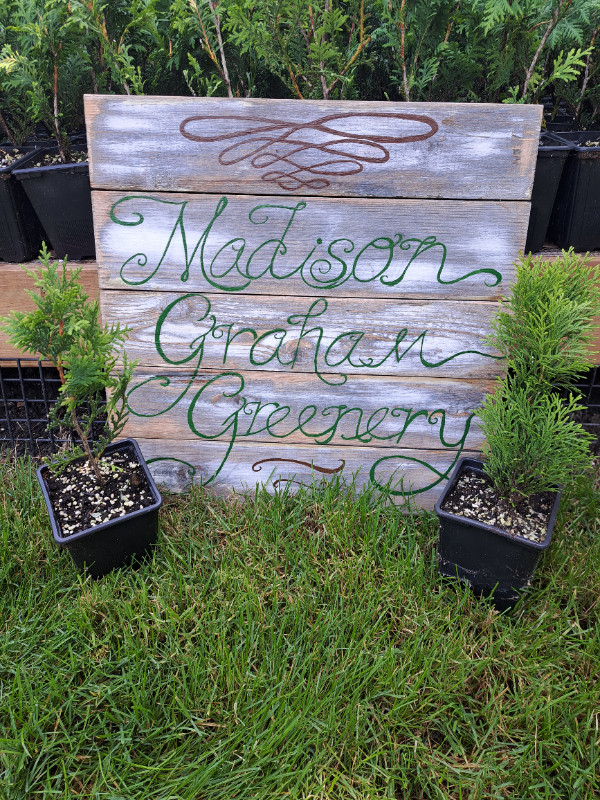 Cedar trees for sale ( Black & Emerald ) in Plants, Fertilizer & Soil in Leamington