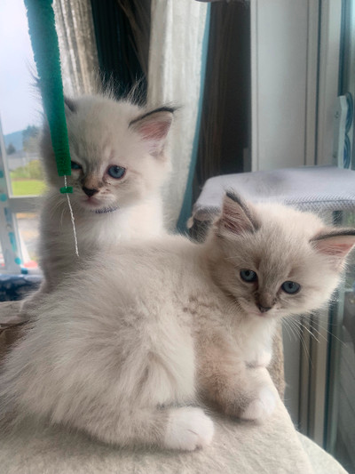 ADORABLE blue eyed Ragdoll Kittens for rehoming