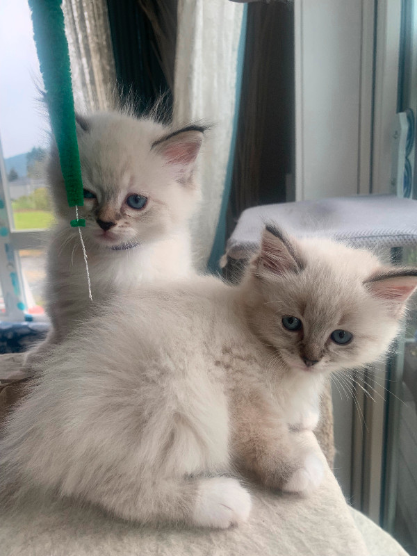 ADORABLE blue eyed Ragdoll Kittens for rehoming in Cats & Kittens for Rehoming in Victoria