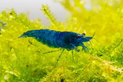 Blue Dream Neocaridina freshwater Shrimp, View more