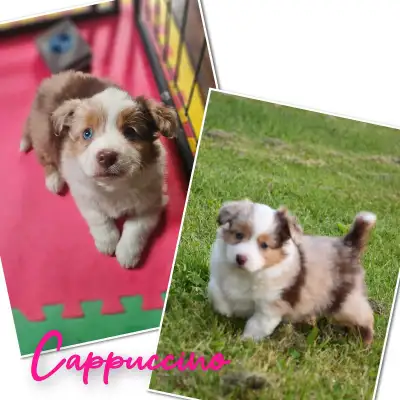 Mini Aussiedoodle (1 puppy left), View more
