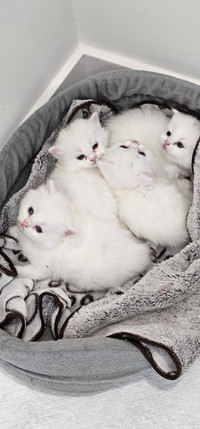 Female Persian/Nebelung Kittens