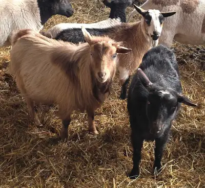 Nigerian Dwarf Goats, View more