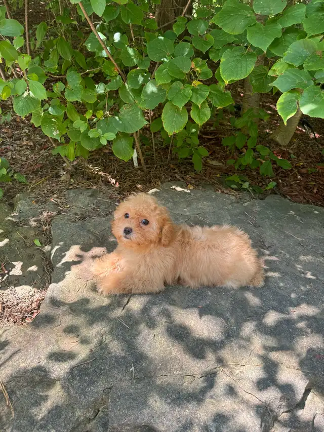 Female Toy Poodle Puppies in Dogs & Puppies for Rehoming in Markham / York Region - Image 9