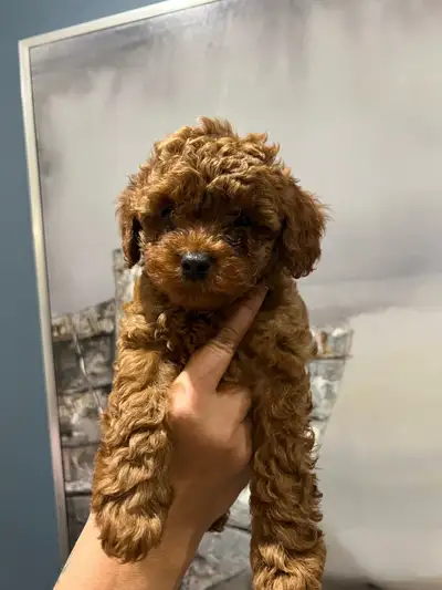 Toy Poodle puppies, View more