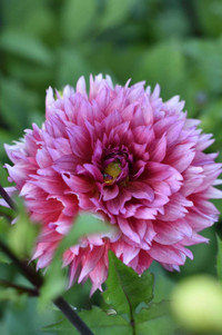 Dahlia tubers for sale