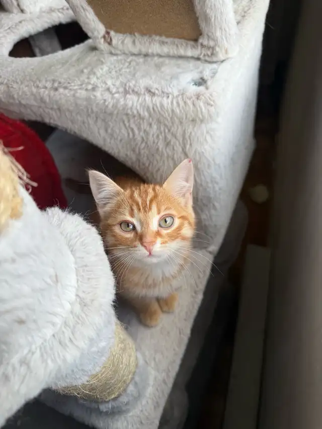 chaton femele rousse 5 mois in Cats & Kittens for Rehoming in City of Montréal - Image 2