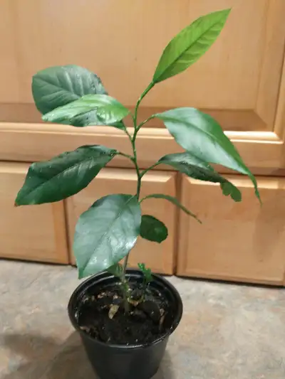 Calamansi Philippine lemon small plant Scarborough East Toronto, View more