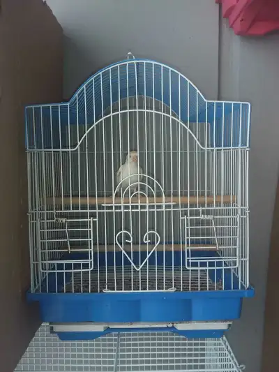Male Singer Canary For Sale, View more