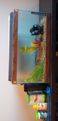 Fish aquarium 