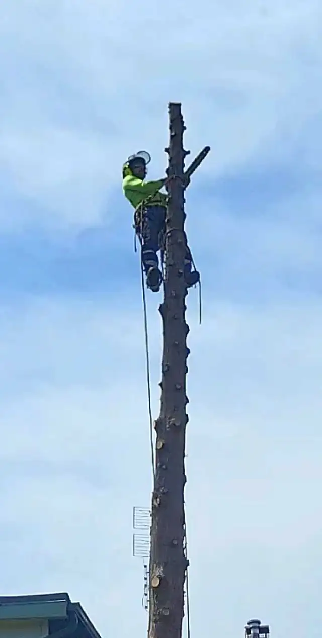 Tree Pruning And Removal 647 654-1884 in Lawn, Tree Maintenance & Eavestrough in City of Toronto - Image 9