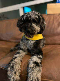 Gorgeous Multigen Moyen Labradoodle Puppies