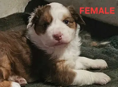 I'd Like to introduce these beautiful pups to you! They are absolutely gorgeous! There is a lovely a...
