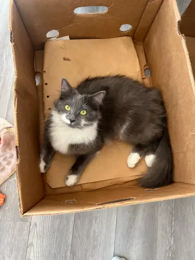 chaton siberien mixte, View more