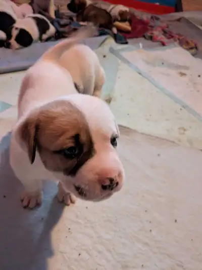 mixed breed puppy, View more