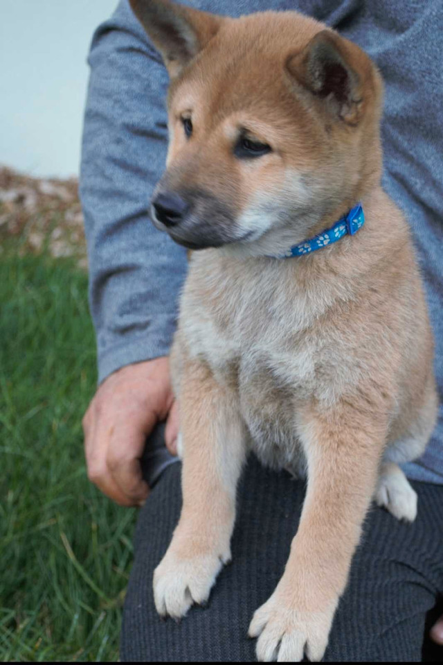 Shiba inu pur race purebreed Shiba inu dans Chiens et chiots à adopter  à Ville de Montréal - Image 4