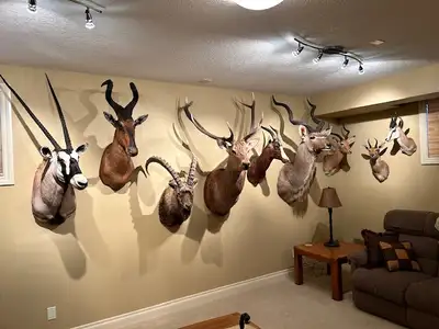 TAXIDERMY to BUY, CONSIGN ,Old or New, View more