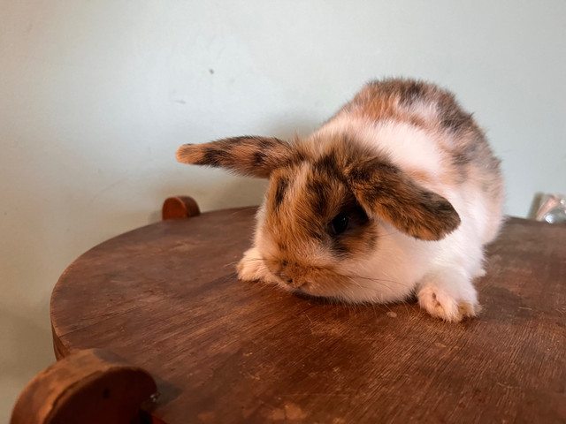 Holland Lop Male in Small Animals for Rehoming in Peterborough