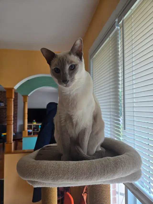 Chat Siamois in Cats & Kittens for Rehoming in Saint-Hyacinthe - Image 6