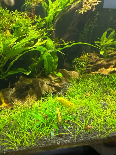 Neocaridina Shrimp of multiple color mix for sale. They are excellent for assisting with cleaning th...