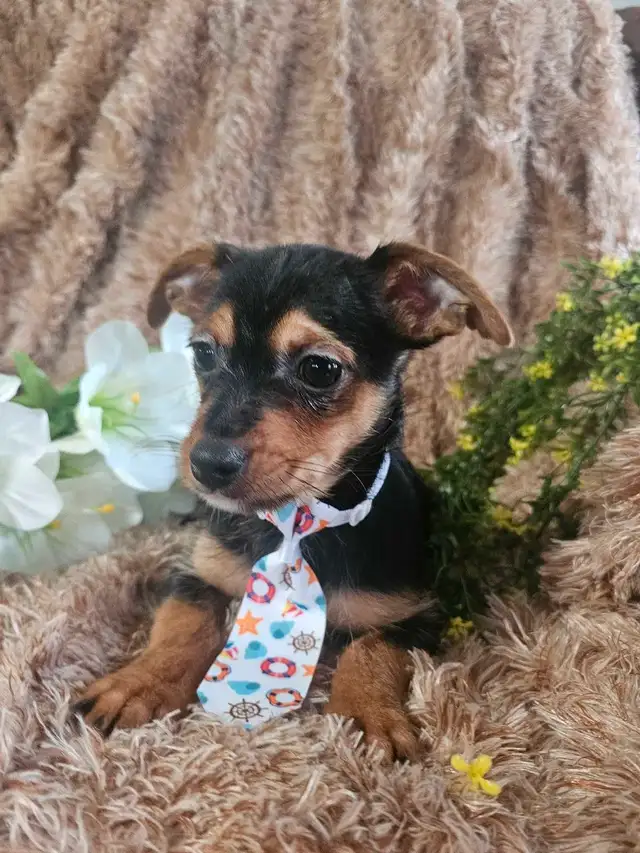 Magnifique chihuahua melanger** woww  quel beaute** in Dogs & Puppies for Rehoming in City of Montréal - Image 8