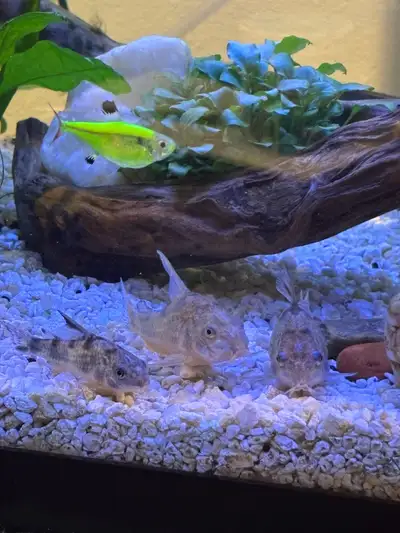 Looking to rehome a group of 6 tetras to someone who has an established tank and a larger school for...