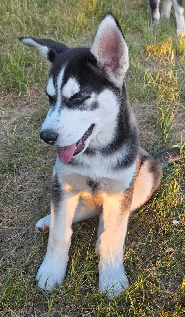 Siberian Husky Pups in Dogs & Puppies for Rehoming in Winnipeg - Image 10