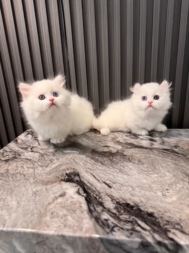 british longhair short leg munchkin kittens in Cats & Kittens for Rehoming in Oakville / Halton Region - Image 9