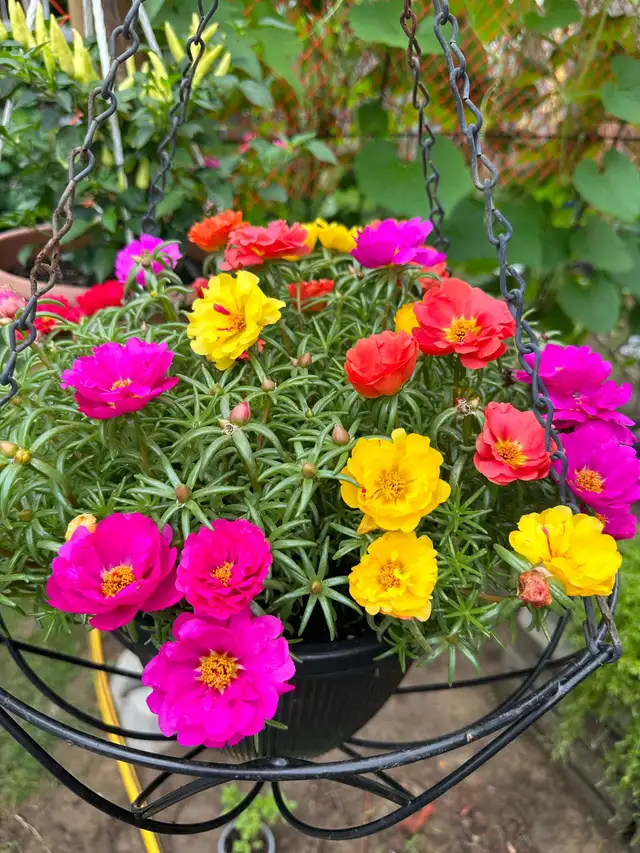 Multiple color Moss Rose  in the large hanging basket- it is ea in Plants, Fertilizer & Soil in Hamilton - Image 9