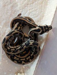 Caramel Tiger Carpet Pythons