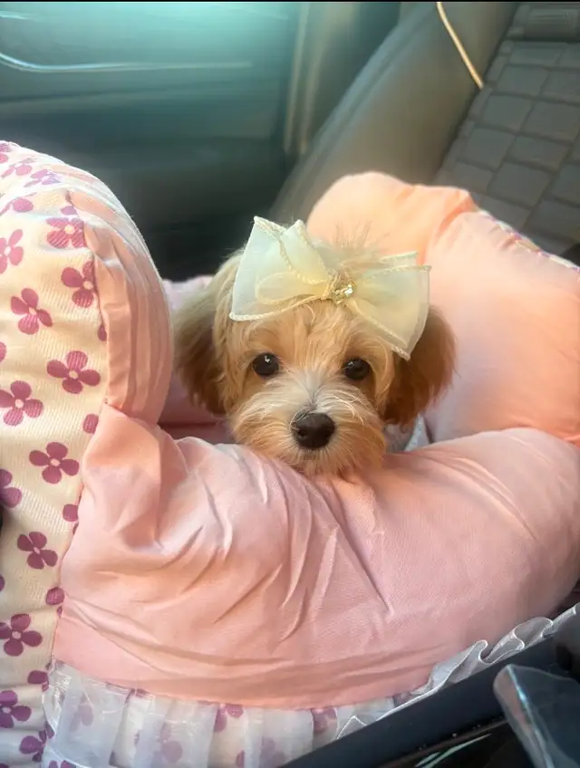 Top quality TeddyBear Maltipoo  tiny size (poodle/Maltese in Dogs & Puppies for Rehoming in City of Toronto - Image 7