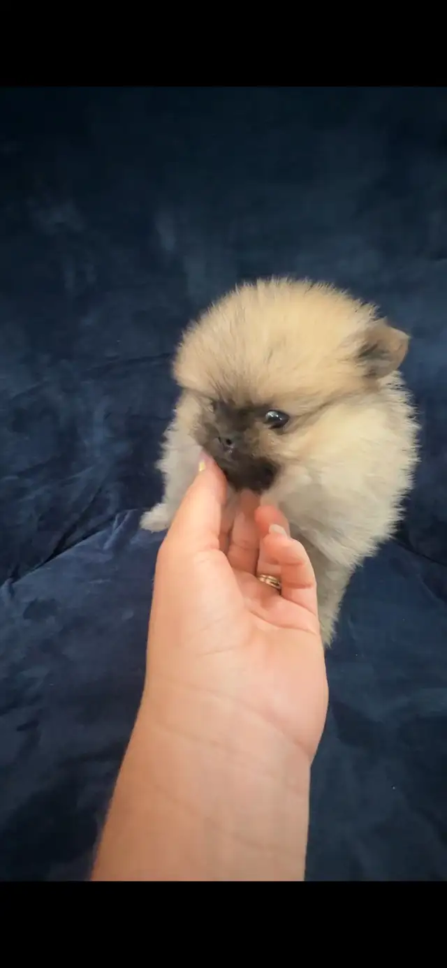 Merle Pomeranians in Dogs & Puppies for Rehoming in Markham / York Region - Image 11