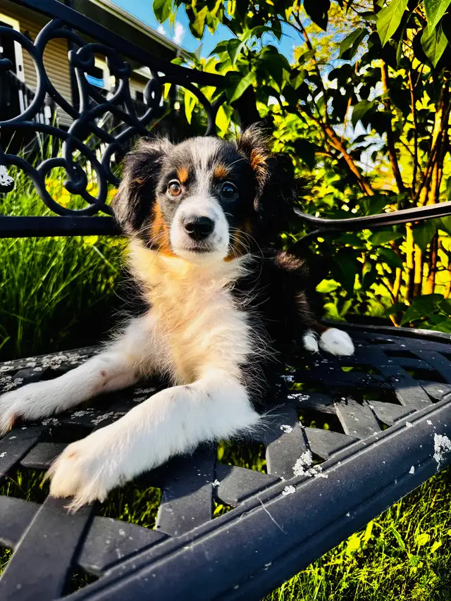Berger australien toy ,miniature et standard in Dogs & Puppies for Rehoming in Trois-Rivières - Image 4