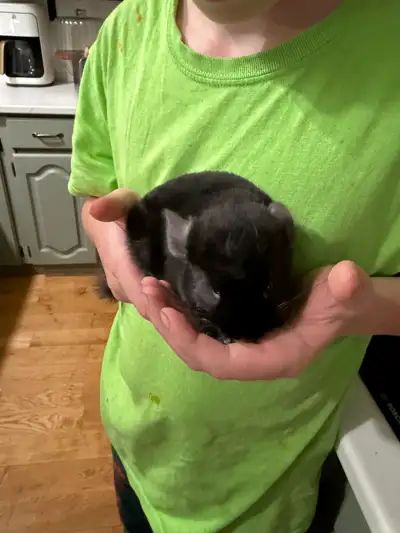 We have two beautiful healthy baby chinchillas ready for new homes. They are nine weeks old and have...